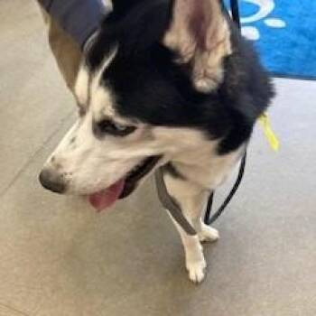 Tet-Su -  Husky Dog for Adoption in York, Pennsylvania - Tet-Su | PetCurious
