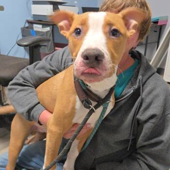 Rescue Terrier Dogs for Adoption in St. Louis, Missouri - Smartie | PetCurious