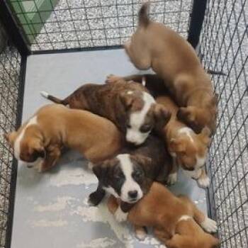 Terrier Dogs Available for Adoption - Tuesday | PetCurious