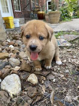 Etana -  Labrador Retriever and Pit Bull Terrier Dog for Adoption in The Woodlands, Texas - Etana | PetCurious