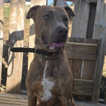 TNGC-Stray-1392 -  Mixed Breed Dog for Adoption in Pulaski, Tennessee - TNGC-Stray-1392 | PetCurious