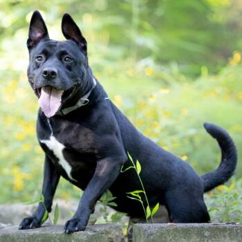 Bambu -  Labrador Retriever and Pit Bull Terrier Dog for Adoption in Chattanooga, Tennessee - Bambu | PetCurious