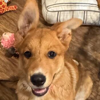 Charlie -  Shepherd and Labrador Retriever Dog for Adoption in Tonopah, Arizona - Charlie | PetCurious
