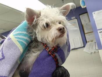 LITA -  Yorkshire Terrier and Mixed Breed Dog for Adoption in Omaha, Nebraska - LITA | PetCurious