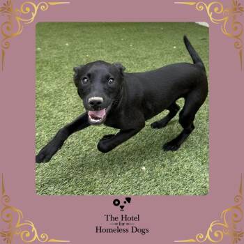 Magnolia -  Labrador Retriever and Terrier Dog for Adoption in Cumberland, Rhode Island - Magnolia | PetCurious