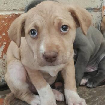 Pit Bull Terrier Dogs Available for Adoption in Douglas, Arizona - (CCSO) Rain | PetCurious