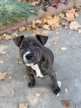 Rescue Bulldog Dogs for Adoption in Penryn, California - Leela | PetCurious