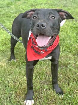 Georgia -  Pit Bull Terrier Dog for Adoption in Anderson, Indiana - Georgia | PetCurious