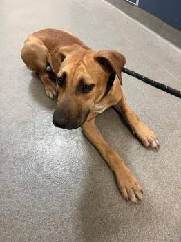 BEBE -  Black Mouth Cur Dog for Adoption in Doral, Florida - BEBE | PetCurious