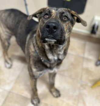 Aries (mcas) -  Mixed Breed Dog for Adoption in Troutdale, Oregon - Aries (mcas) | PetCurious
