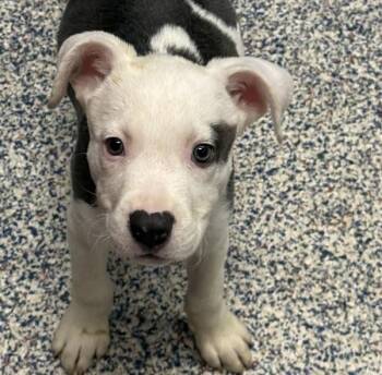 Owen -  Labrador Retriever Dog for Adoption in Golden, Colorado - Owen | PetCurious