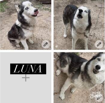 Siberian Husky Dogs Available for Adoption - Luna | PetCurious