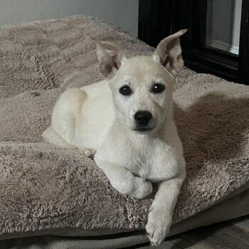 Corgi Dogs Available for Adoption - Hikari  | PetCurious