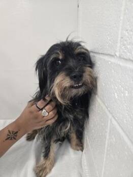 Clancy -  Standard Schnauzer Dog for Adoption in Sacramento, California - Clancy | PetCurious