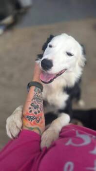 Kai -  Border Collie Dog for Adoption in Dunmore, Pennsylvania - Kai | PetCurious