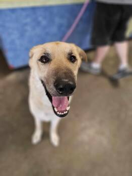 Rescue Anatolian Shepherd Dogs for Adoption in Rockwall, Texas - Found Stray: Champ | PetCurious
