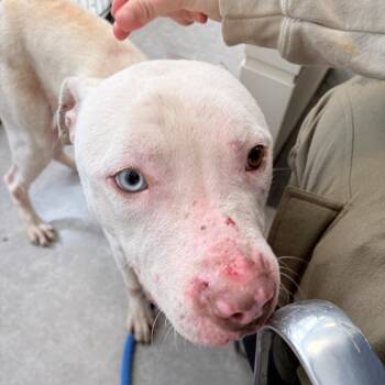 Mixed Breed Dogs Available for Adoption - Snoopy | PetCurious