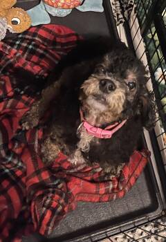 Molly -  Miniature Poodle Dog for Adoption in Chandler, Arizona - Molly | PetCurious