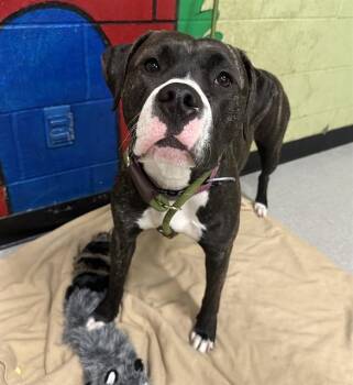 Plott Hound Dogs Available for Adoption in Indianapolis, Indiana - PENNY | PetCurious