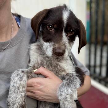 Spaniel Dogs Available for Adoption - Beadle | PetCurious