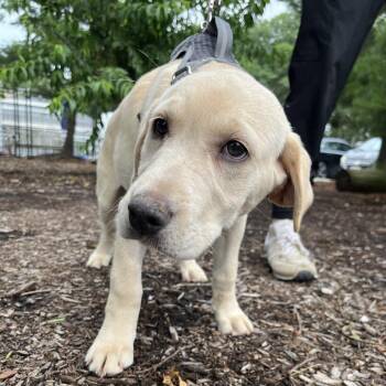 Star -  Yellow Labrador Retriever Dog for Adoption in East Hampton, New York - Star | PetCurious
