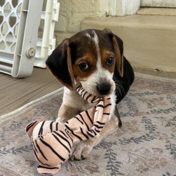 Male 7750 -  Beagle Dog for Adoption in Fairfax Station, Virginia - Male 7750 | PetCurious