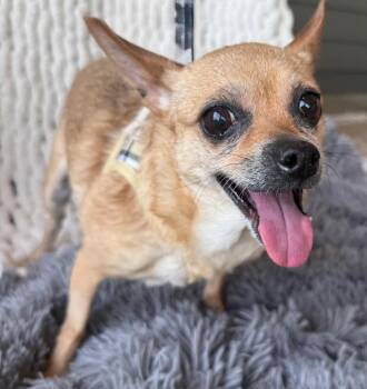 Chihuahua Dogs Available for Adoption in Franklin, Tennessee - CALM COCOA | PetCurious