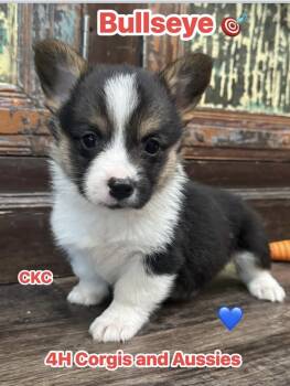 Pembroke Welsh Corgi Dogs Available for Sale - Bullseye | PetCurious