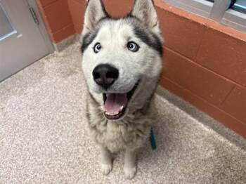 KEIF -  Siberian Husky Dog for Adoption in Colorado Springs, Colorado - KEIF | PetCurious