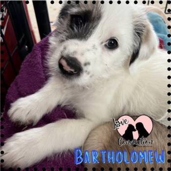 Shepherd Dogs Available for Adoption in Gilbert, Arizona - Bartholomew | PetCurious