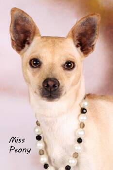 Rescue Chihuahua and Shepherd Dogs for Adoption in Gilbert, Arizona - Miss Peony | PetCurious