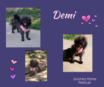 Demi -  Maltese and Yorkshire Terrier Dog Available for Adoption in East Wenatchee, Washington - Demi | PetCurious