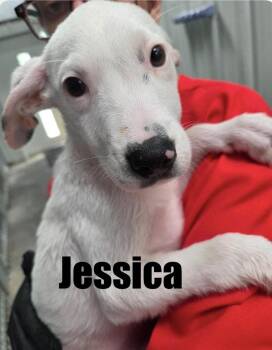 Hound and Terrier Dogs Available for Adoption in Irwin, Pennsylvania - Jessica | PetCurious