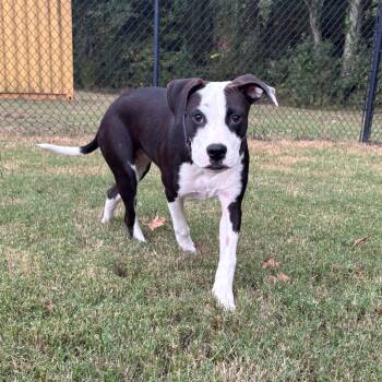 (Found) Winnie -  Boxer and Pit Bull Terrier Dog for Adoption in Cabot, Arkansas - (Found) Winnie | PetCurious