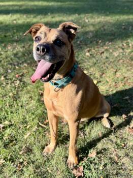 Shep -  Mixed Breed Dog for Adoption in Midland, Michigan - Shep | PetCurious