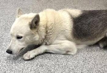 A660038 -  Husky and German Shepherd Dog Dog for Adoption in Houston, Texas - A660038 | PetCurious