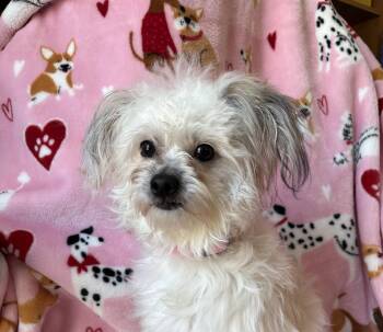 Maltese Dogs Available for Adoption - Valentine | PetCurious