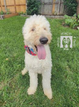 Benicio -  Golden Retriever and Poodle Dog Available for Adoption in Omaha, Nebraska - Benicio | PetCurious
