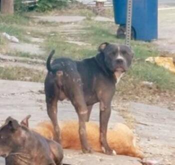 A827136 -  American Staffordshire Terrier Dog for Adoption in San Antonio, Texas - A827136 | PetCurious