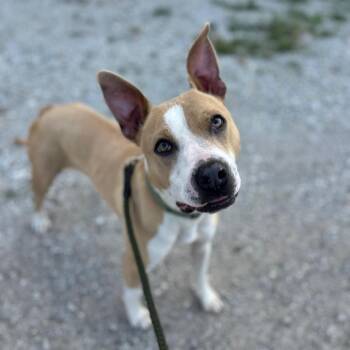 Tucker -  Whippet and Terrier Dog for Adoption in Tipton, Indiana - Tucker | PetCurious