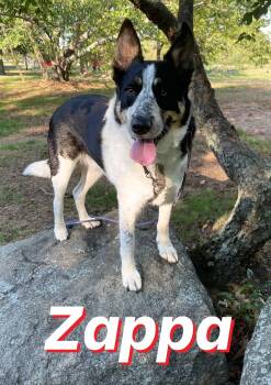 Zappa -  Border Collie and Australian Cattle Dog Blue Heeler Dog for Adoption in Winthrop, Massachusetts - Zappa | PetCurious