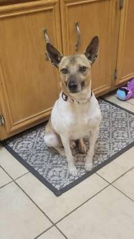 Gravy -  Rat Terrier and Jack Russell Terrier Dog for Adoption in Westwood, New Jersey - Gravy | PetCurious