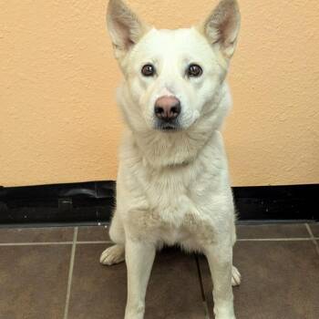 Husky Dogs Available for Adoption in Austin, Texas - Missy | PetCurious
