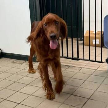 Liam -  Irish Setter Dog for Adoption in Erie, Pennsylvania - Liam | PetCurious