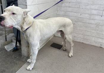 Rescue Dogo Argentino Dogs for Adoption in San Bernardino, California - BROCK | PetCurious