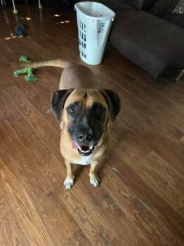 Jace -  Hound and Black Mouth Cur Dog for Adoption in Clinton, Missouri - Jace | PetCurious