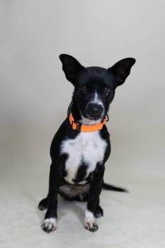 Zazu -  Australian Cattle Dog Blue Heeler and Chihuahua Dog for Adoption in Tucson, Arizona - Zazu | PetCurious