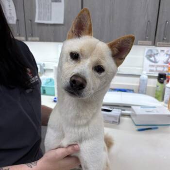 Fox -  Shiba Inu and Akita Dog for Adoption in Beaumont, Texas - Fox | PetCurious