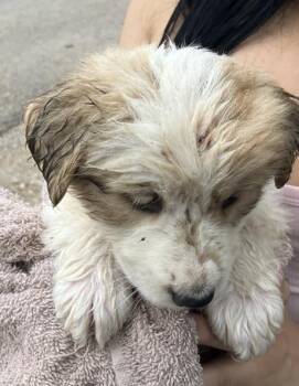 Mixed Breed Dogs Available for Adoption in Dallas, Texas - NACY | PetCurious