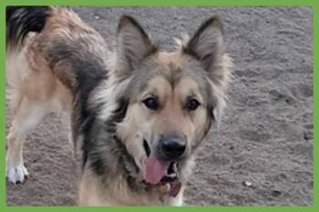 Luna -  German Shepherd Dog and Siberian Husky Dog for Adoption in Amherst, Massachusetts - Luna | PetCurious